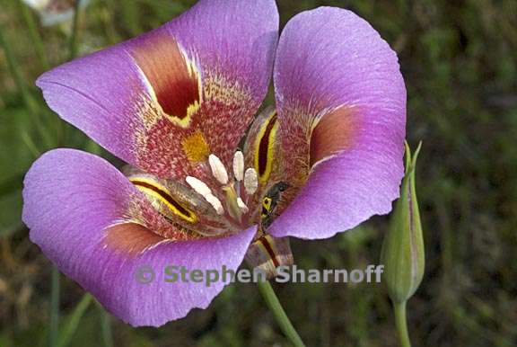 calochortus venustus 2 graphic